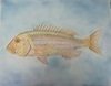 Pesce Dentice